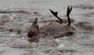 aptopix-gulf-oil-spill-1fee0422a0df6673