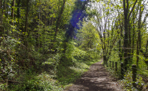 The old railway track along which I run.