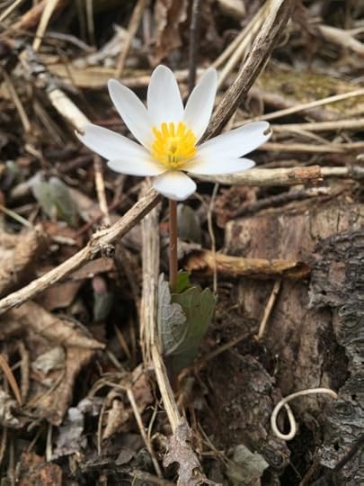 Bloodroot