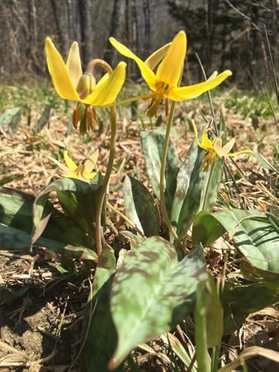 Trout Lily