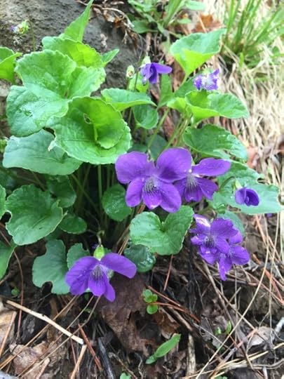 Wild violet
