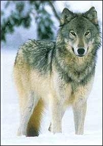  photo 0398feat1sb2-202x284_zpsopkeir5z.jpg