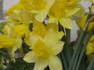 Hoping to see these in my garden soon.