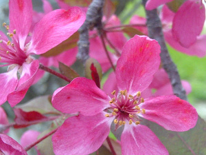 A little spring for a snowy March day.