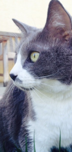LaurenPatch