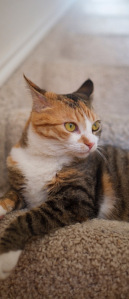 JulieCat