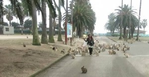 bunny stampeded