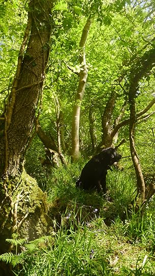 Woodland 1