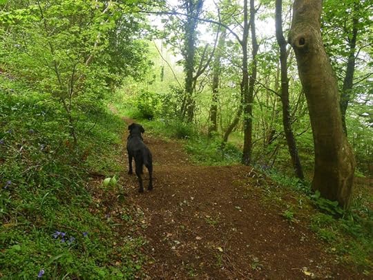 Woodland 2