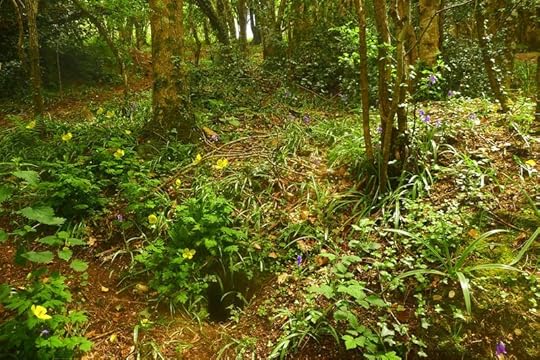 Woodland 3