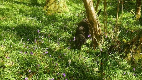 Woodland 4