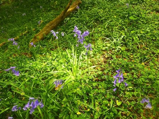 Woodland 6