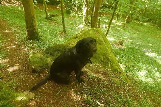 Woodland 10