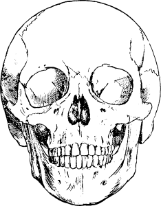 Anatomy_skull7