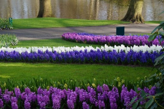 Spring flowers in Holland