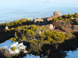 Glorious alpine vegetation on Mt Wellington