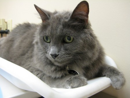 weigh-your-cat