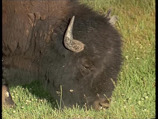 buffalo