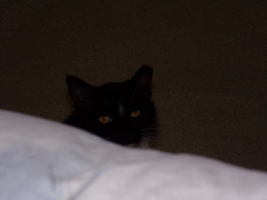 Lucy peeking at the camera. Seemingly innocent, but mysterious claw marks on my arms indicate otherwise... 