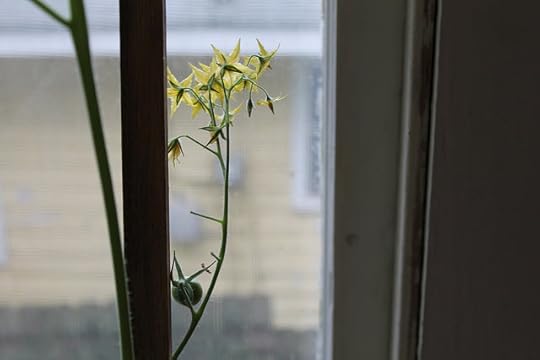 tomato plant