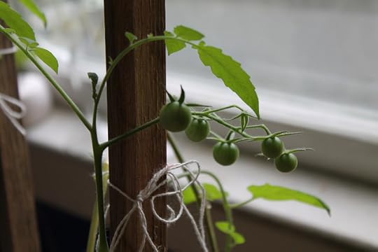 tomato plant