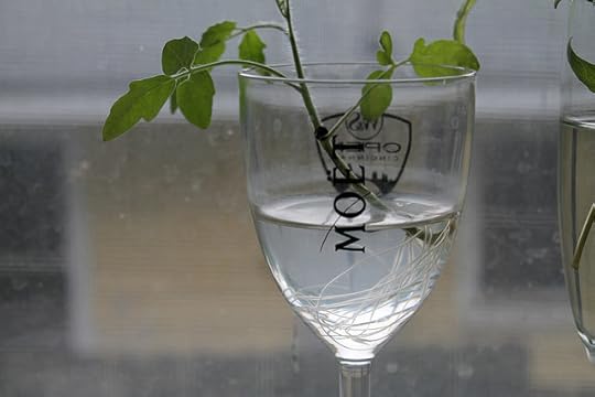 tomato cutting