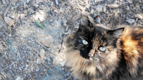 disneyland-cats