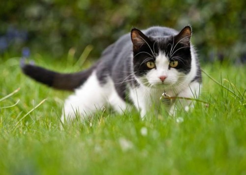 stray-cat