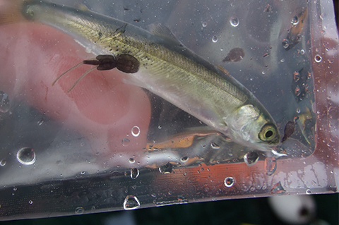 Photo: Sea lice: An old problem that won't go away 