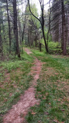Red trail, green grass.