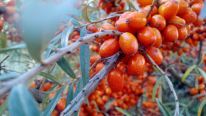 Sea-buckthorn berries are edible and delicious. While not native to the Pacific northwest, it can be found as an ornamental used in landscaping.
