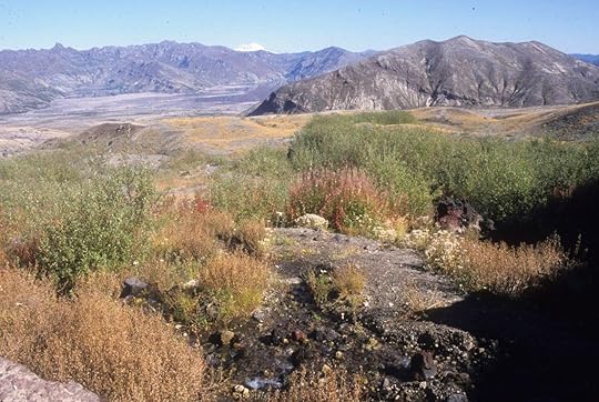 Plants on the Pumice Plain