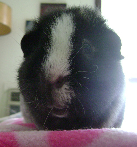 Ozymandias reacts to the reviews on the back of the book – “Throat-clutching suspense!” Don’t worry, Ozy, that’s just for 1969 audiences.