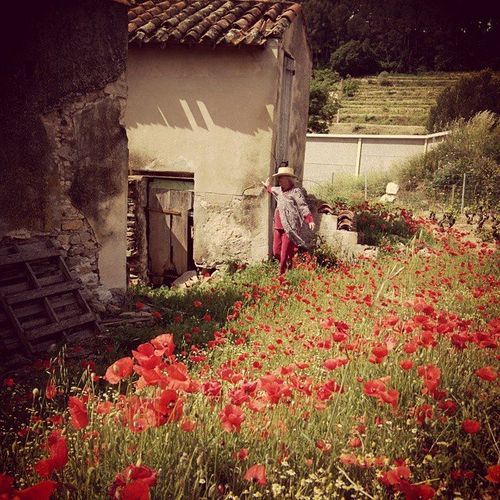Jules-and-poppies