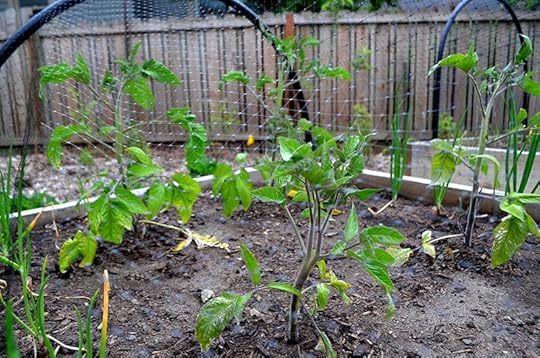 spring-tomatoes