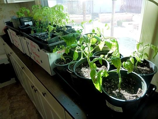 indoor-tomato-starts