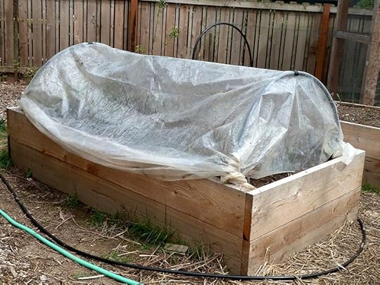 covered-tomatoes