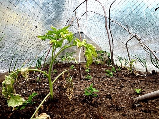 covered-tomatoes-inside