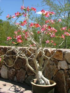 Tohono Chul Gardens 2015 - May 063
