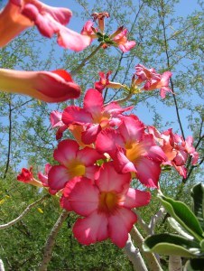 Tohono Chul Gardens 2015 - May 078