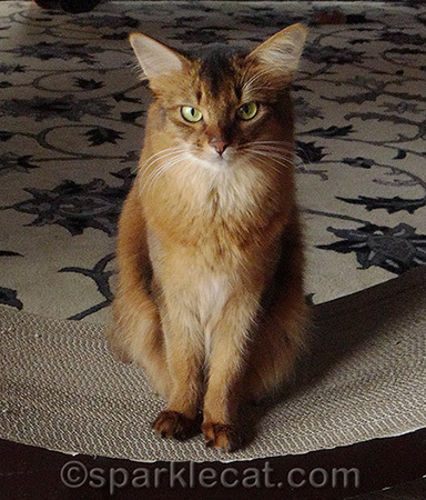 I have serious kitty business today!