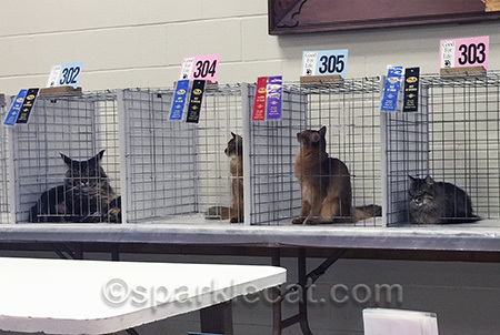 My black and blue ribbons mean I scored Best Somali in that ring. Zuri got second... but that wasn't always the case!