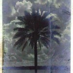 'Palma daktylowa, 1942r' - Date palm, 1942