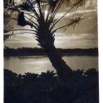 'Faluja, daktylowa, 1942r' - Fallujah, date palm, 1942