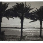 'Daktyle, Irak, 1942r' - Dates, Iraq, 1942