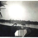 'Tigris, listopad 1942r' - River Tigris, November 1942