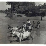 'Wodopoj w Tigris, 1942r' - Watering place on the River Tigris, 1942