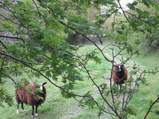 Baa-bara and Maisie