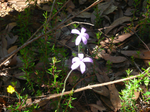 Orchid spotting on a spring bush walk near where I live.