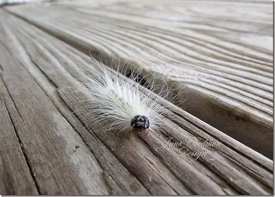 FallWebworm